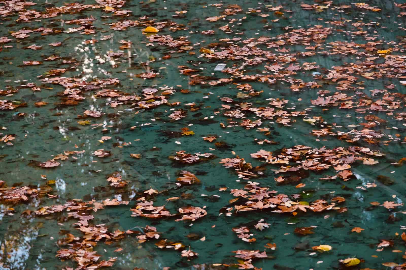 Autumn leaves floating on the surface of a swimming pool