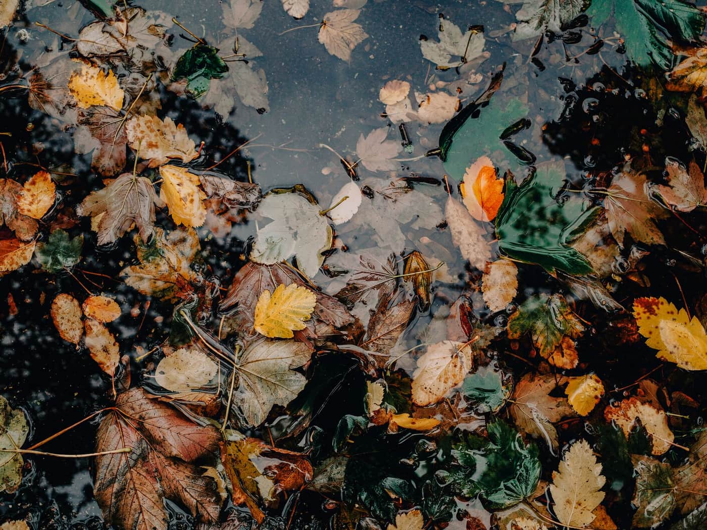 Autumn leaves floating on the still surface of a pool