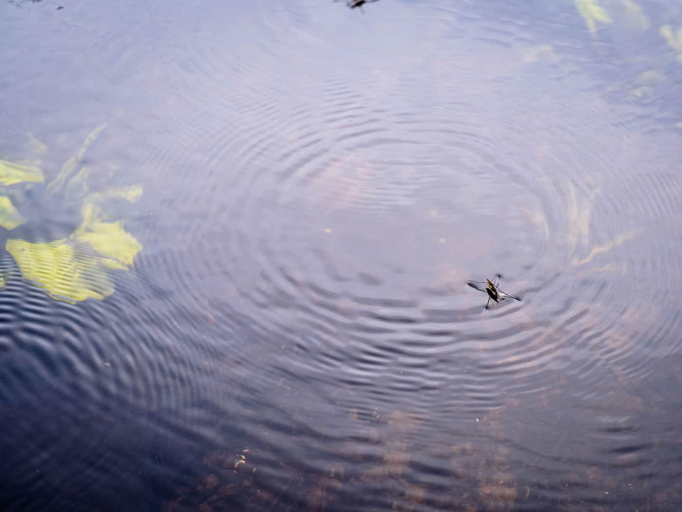 A water strider insect resting on a water surface