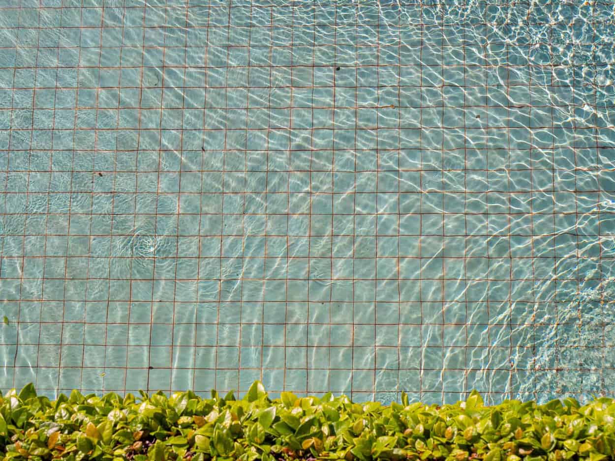 Leaves collected on a pool surface in late autumn